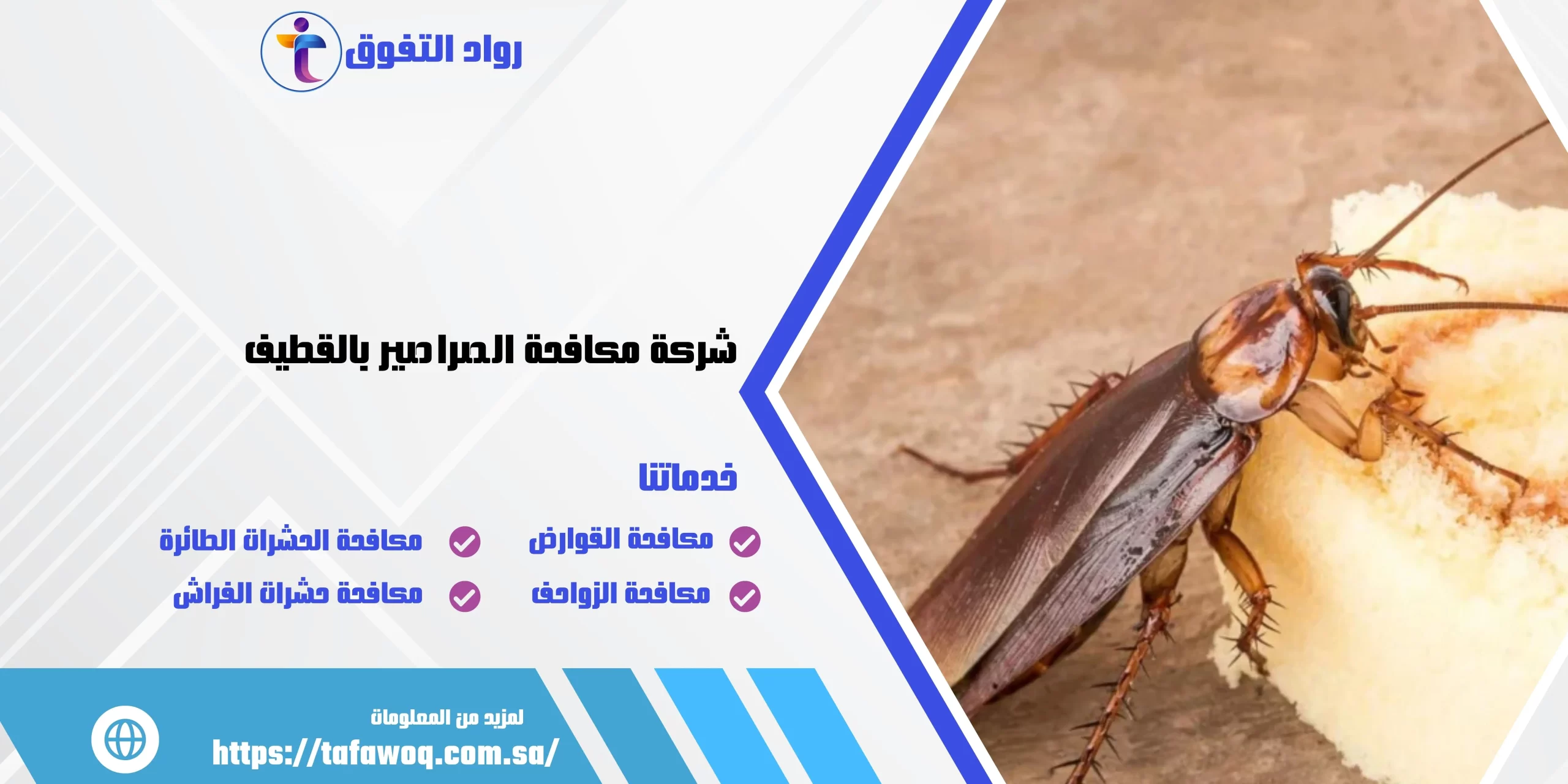 شركة مكافحة الصراصير بالقطيف