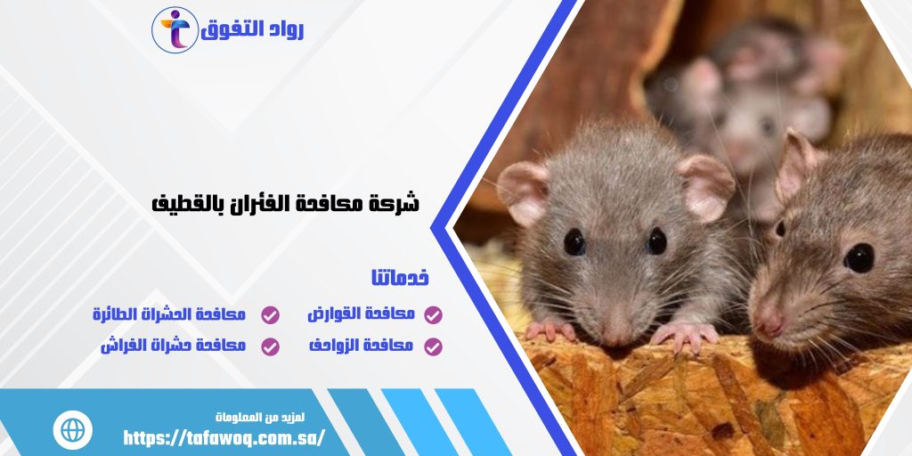 شركة مكافحة الفئران بالقطيف