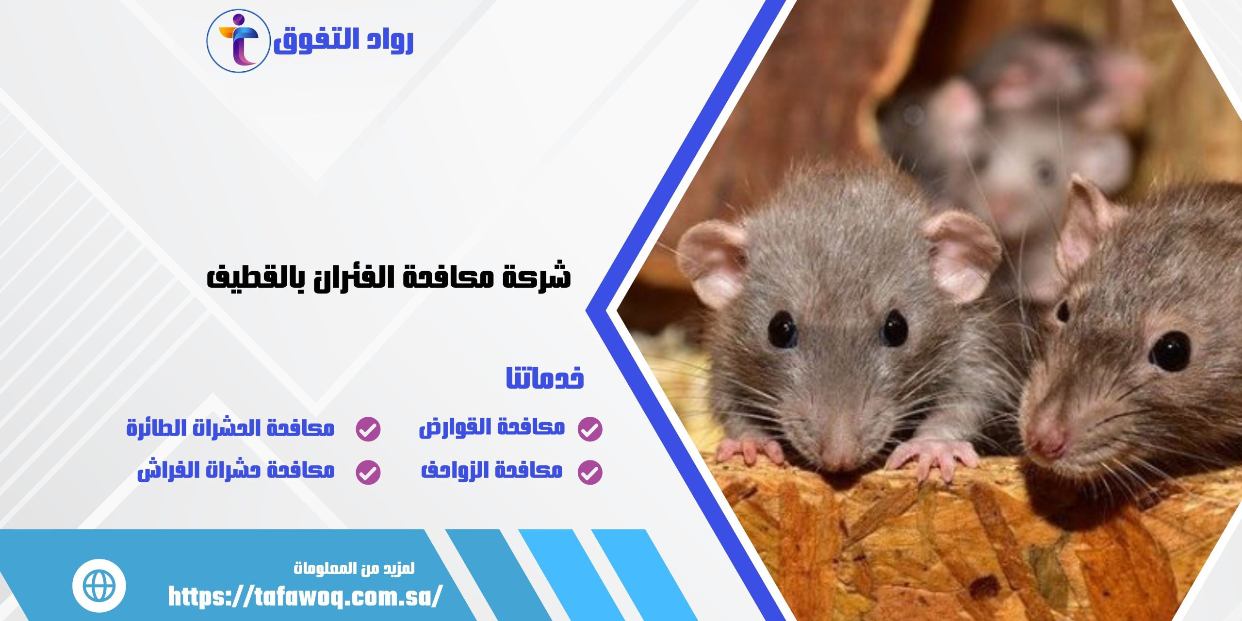 شركة مكافحة الفئران بالقطيف