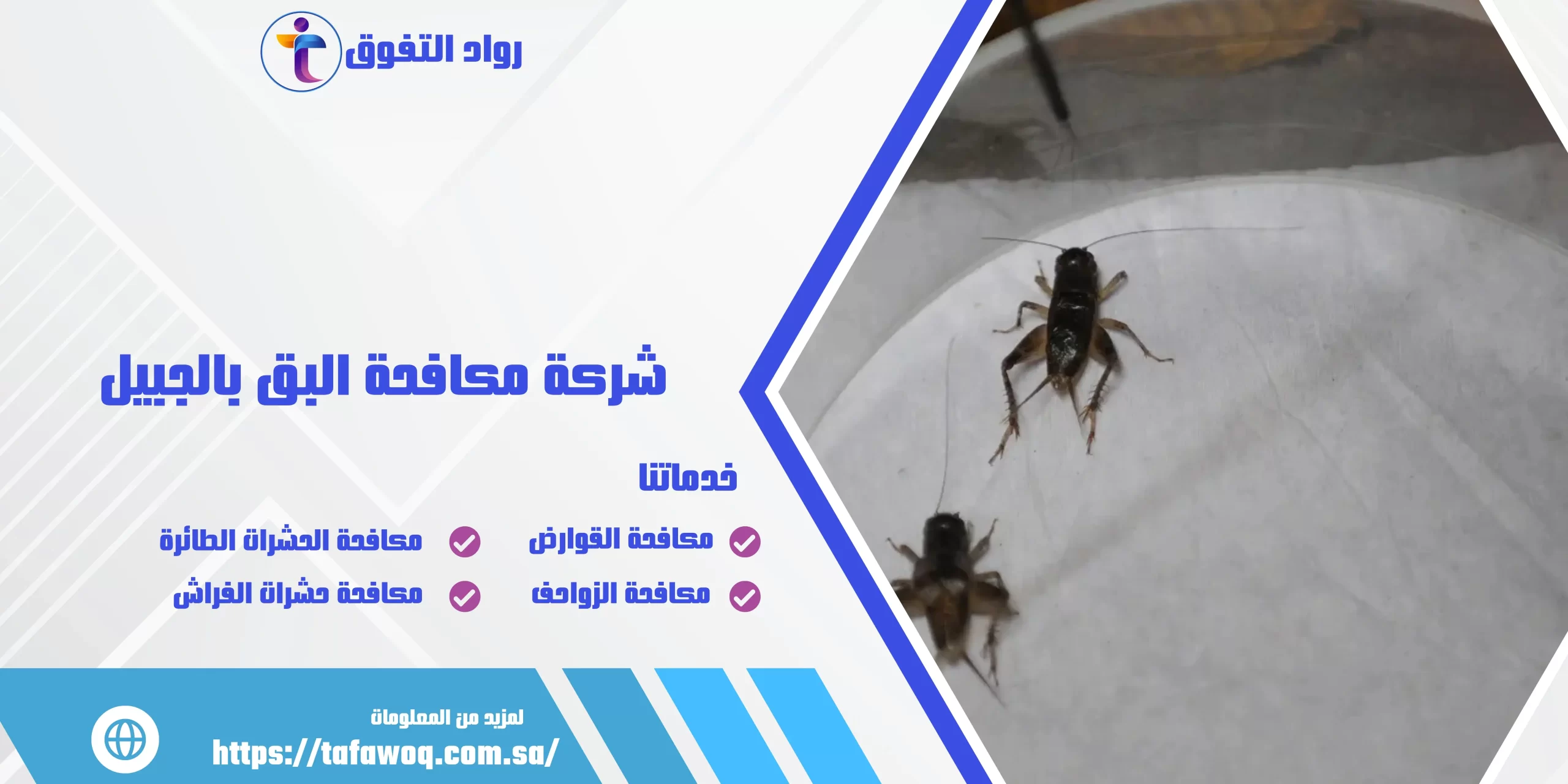 شركة مكافحة البق بالجبيل
