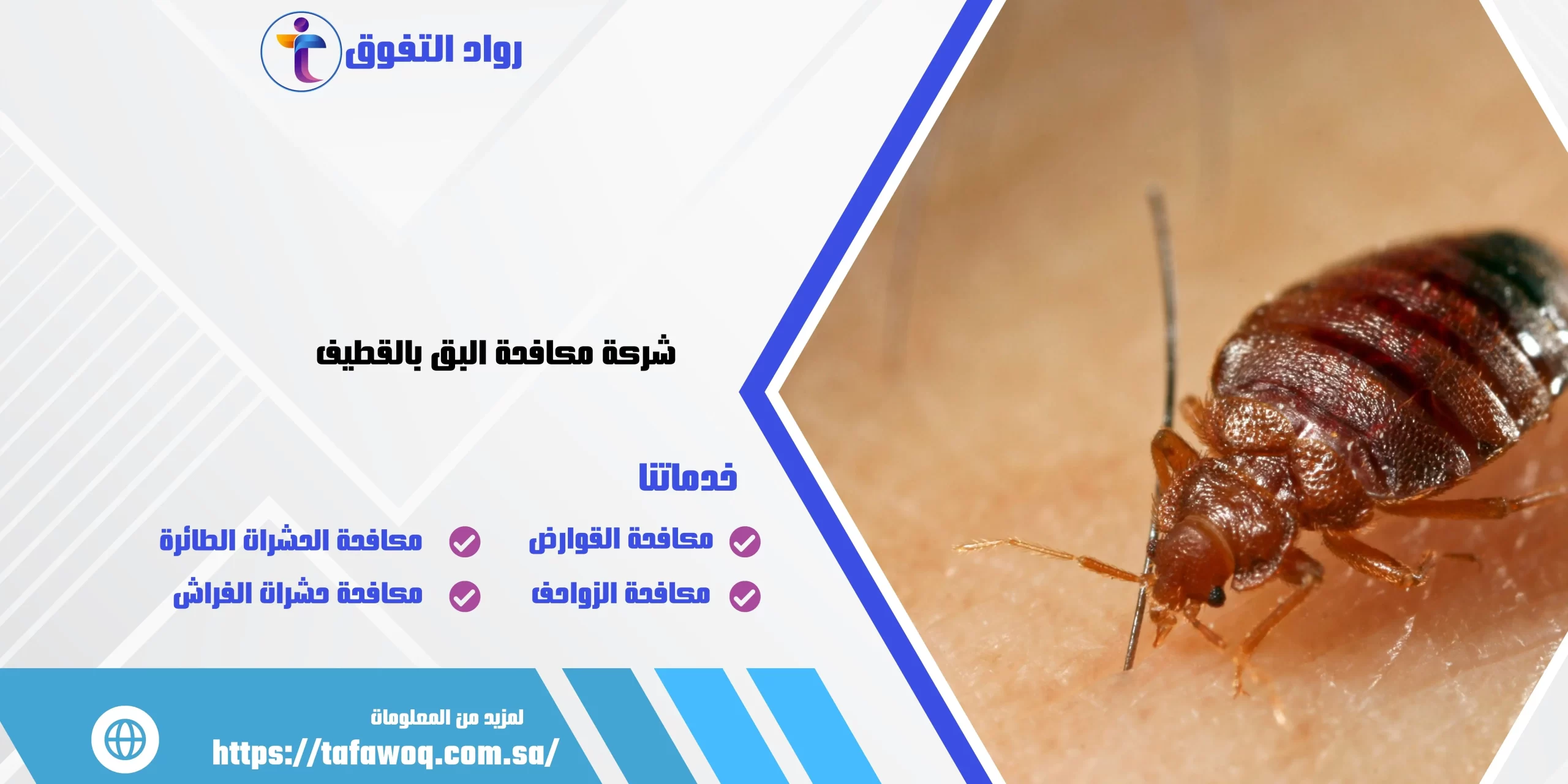 شركة مكافحة البق بالقطيف