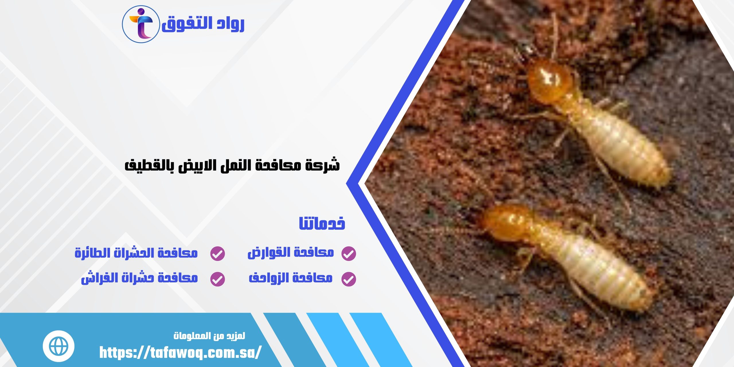 شركة مكافحة النمل الابيض بالقطيف