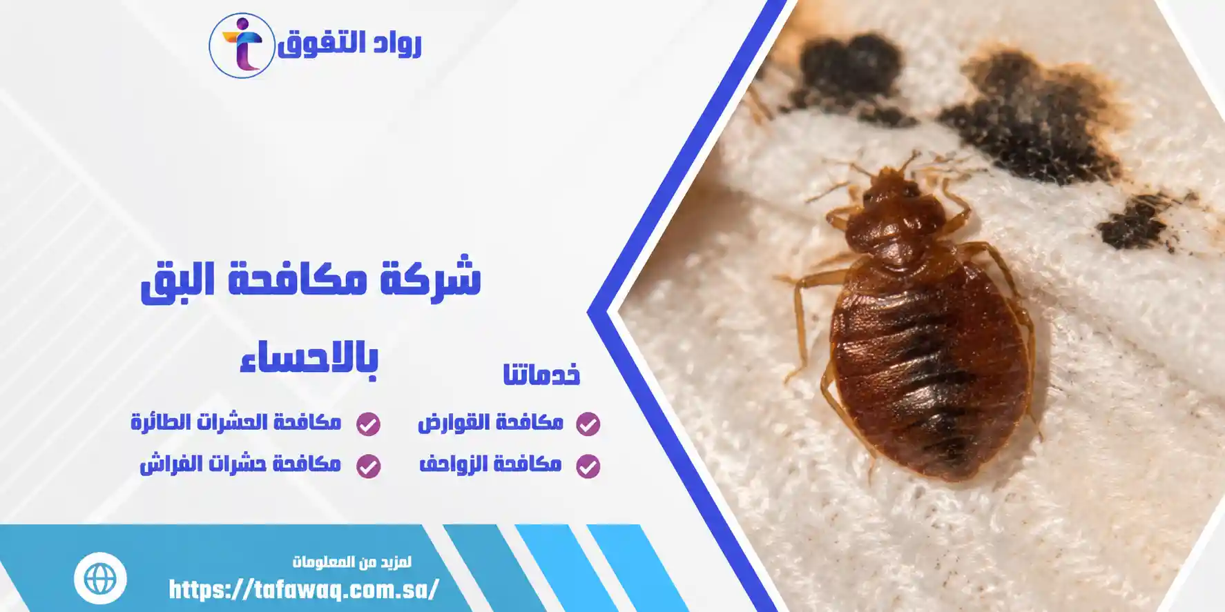 شركة مكافحة البق بالاحساء