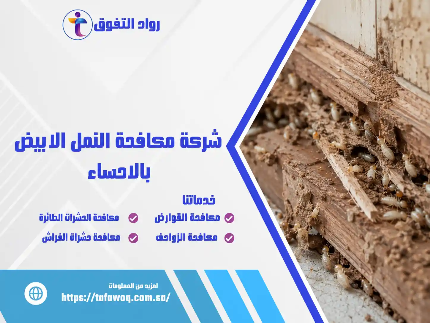 شركة مكافحة النمل الابيض بالاحساء