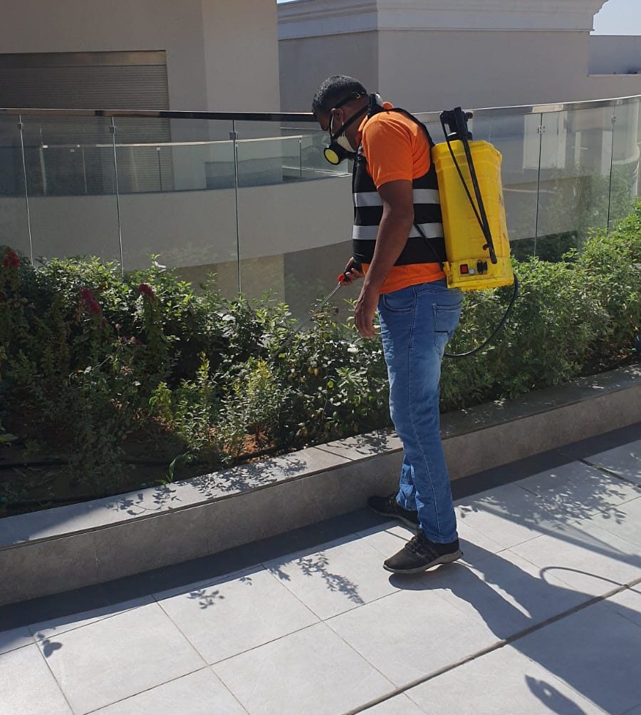 مكافحة حشرات النباتات المنزلية